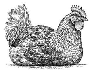 Vintage engraving isolated chicken set illustration rooster ink sketch. Farm fowl background hen bird silhouette cock art. Black and white hand drawn image