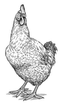 Vintage engraving isolated chicken set illustration rooster ink sketch. Farm fowl background hen bird silhouette cock art. Black and white hand drawn image