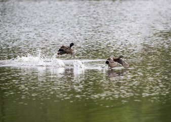 duck on the lake looking for food on a summer day