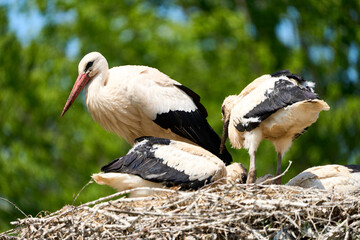 White stork (Ciconia ciconia) with offspring        