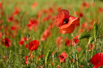  Common poppy field and bee (Papaver rhoeas)
