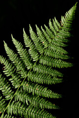 Fern on black background.
İstanbul, Türkiye.