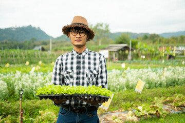 farmers hand harvest fresh salad vegetables in hydroponic plant system farms in the greenhouse .