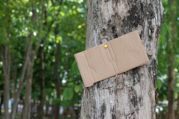 Tree trunk which has blank wordcard board sticked on the bark, concept for environment study, nature study, calling out all people to care about trees around the world and world environment day.