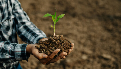 The old man hand holding Seedling, for care and Seeding,new life concept. in sun light