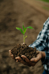 The old man hand holding Seedling, for care and Seeding,new life concept. in sun light
