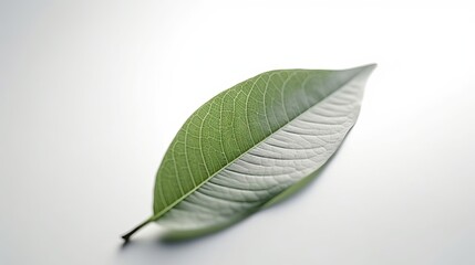 Fototapeta premium leaf isolated on white