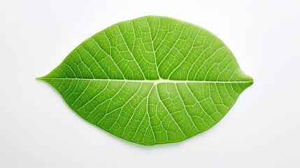 Obraz premium leaf isolated on white