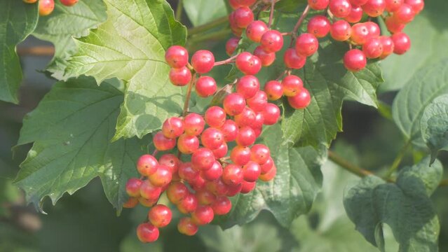 Red viburnum berries on a background of green bush leaves. Soft selective focus