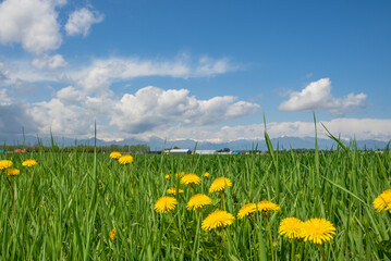 牧草地の横でまばゆい黄色の花を咲かせる十勝のタンポポ