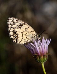 Macro shots, Beautiful nature scene. Closeup beautiful butterfly sitting on the flower in a summer garden.