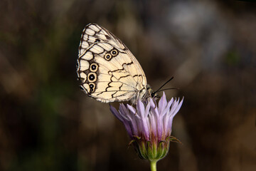 Macro shots, Beautiful nature scene. Closeup beautiful butterfly sitting on the flower in a summer garden.