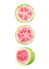 輪切りにしたグアバの果実の断面　手描き水彩イラスト
