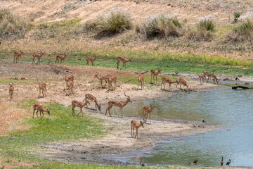 herd of Impala on lake shore in Kruger park wild countryside, South Africa
