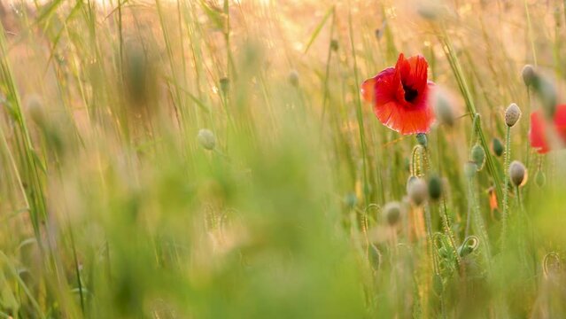 Edge of a field with red corn poppies in slow motion