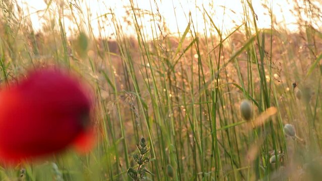 Wild grasses and red corn poppies in slow motion at sunset