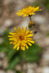Gewöhnliches Habichtskraut (Hieracium lachenalii)	
