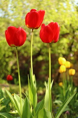 Tulipa gesneriana, detail of three  red tulips