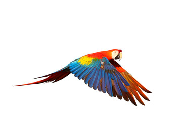 Scarlet macaw parrot flying isolated on transparent background png file