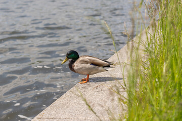Obraz premium Green and gray duck on the concrete embankment near water by the green grass. Selective focus. Motion blur.