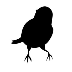 Bird Silhouette