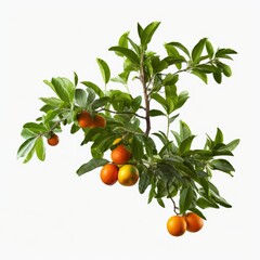 Fresh mandarins border isolated on white background, healthy eating concept generative Ai