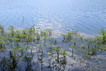 Aquatic parasitic plants grow on the surface of the lake.