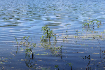 Aquatic plants grow in the coastal zone of a forest lake.