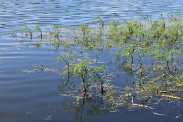 Aquatic parasitic plants grow near the shore of a forest lake.