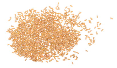 Organic peeled spelt grains isolated on white, top view