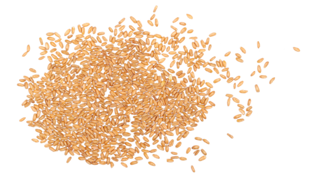 Organic peeled spelt grains isolated on white, top view