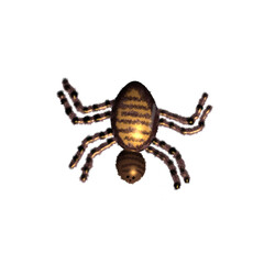 spider