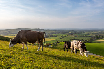 Cows grazing on a Sussex hillside on a sunny day in May