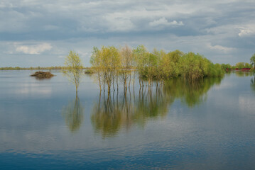 Flood in Polissya, Belarus, trees in the water