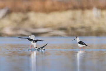 Black winged stilts males in fight (Himantopus himantopus)