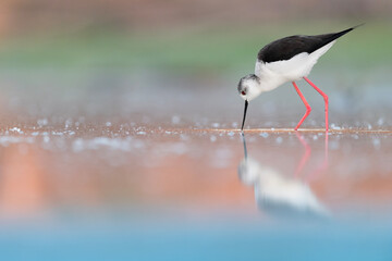 Reflections in the lake at sunrise, fine art portrait of black winged stilt (Himantopus himantopus)