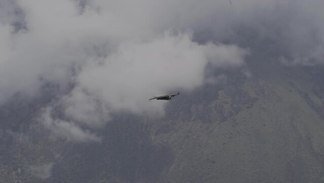 Andean condor, Vultur gryphus, the largest flying birds in the world, majestically soaring over the Colca Canyon in Peru, the deepest gorge on the planet.