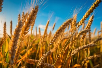 Fototapeta premium barley in a golden field under a bright blue sky