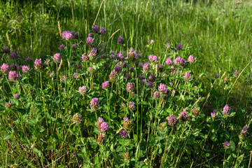 Trifolium pratense flower with characteristics of an alpine habitat.