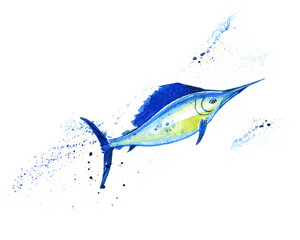 Atlantic blue Marlin fish, Swordfish, fish sword, Makaira nigricans, isolated, ocean, sea fish, close-up, hand drawn watercolor illustration on white background