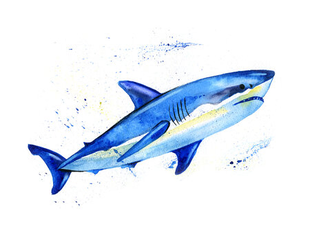 Great white shark watercolor illustration, underwater creature, predator Mako shark watercolor illustration, predator, ocean creature