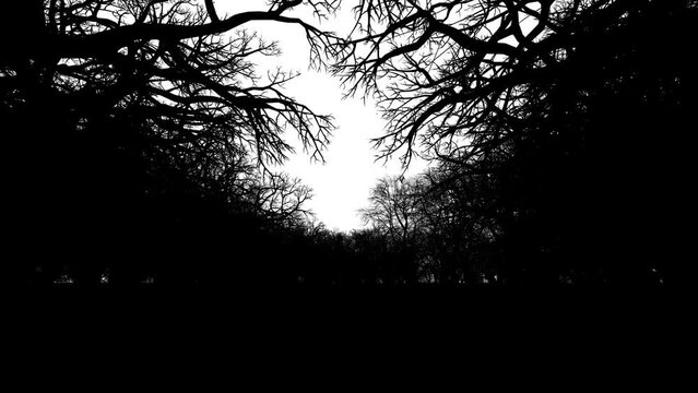 Camera fly through dark spooky forest, space for text or logo, silhouette