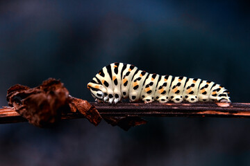 Close up   beautiful Сaterpillar of swallowtail 
Monarch butterfly from caterpillar
