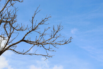 old and completely dry tree the blue sky.