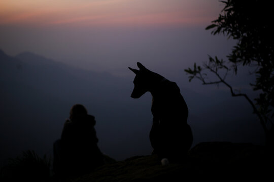 A dog on top of a mountain at dawn. Sri Lanka