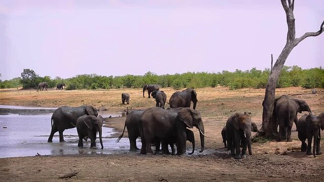 African bush elephant group grooming with mud in Kruger National park, South Africa ; Specie Loxodonta africana family of Elephantidae