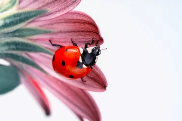 Meubelstickers Macro shots, Beautiful nature scene.  Beautiful ladybug on leaf defocused background © blackdiamond67
