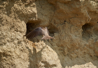 Sand martin colony in a river bank