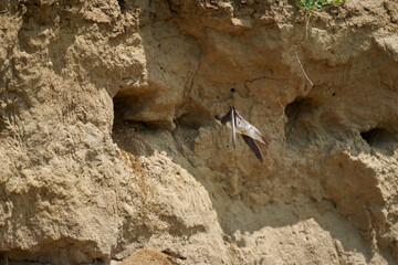 Sand martin colony in a river bank