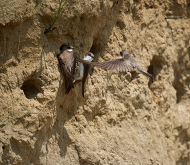 Sand martin colony in a river bank